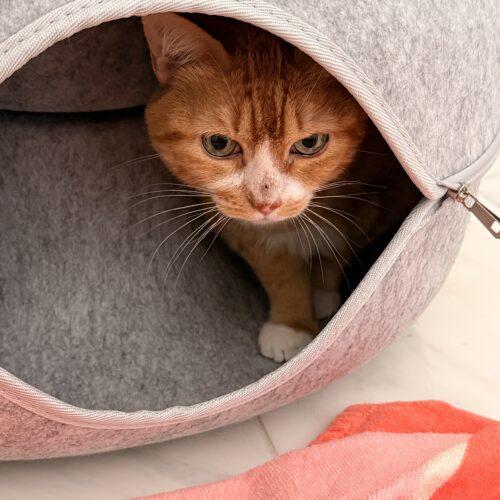 Enlarge Daisy, a Adoptable Domestic Short Hair in Plantation, FL image 5/5