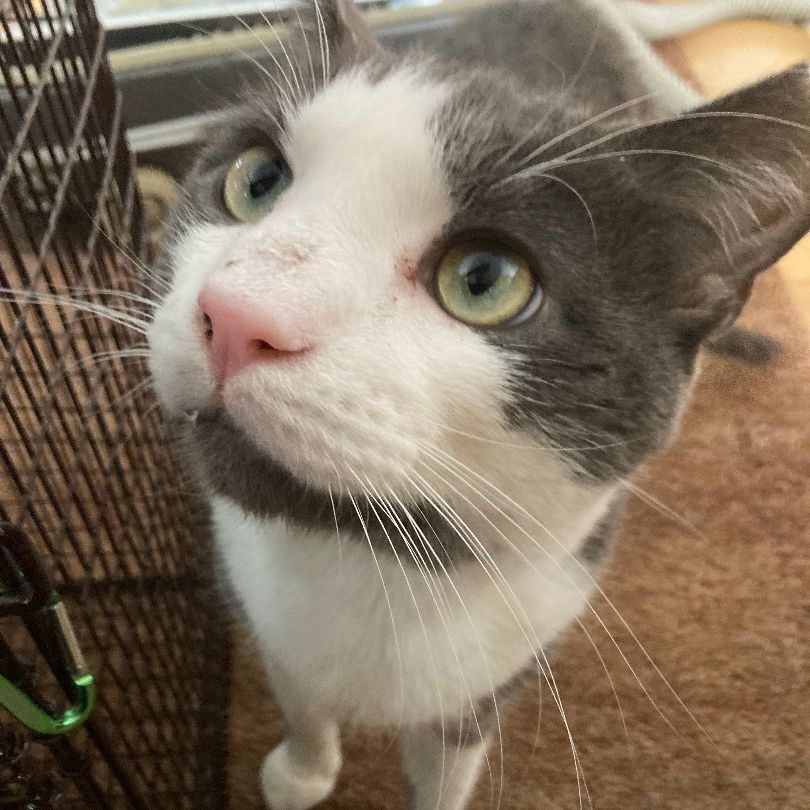 Enlarge Grover, a Adoptable Domestic Short Hair in Providence, RI image 2/6