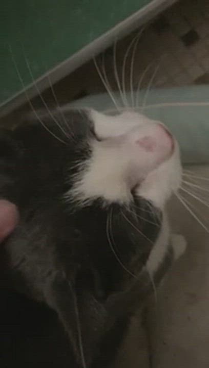 Enlarge Grover, a Adoptable Domestic Short Hair in Providence, RI video 6/6