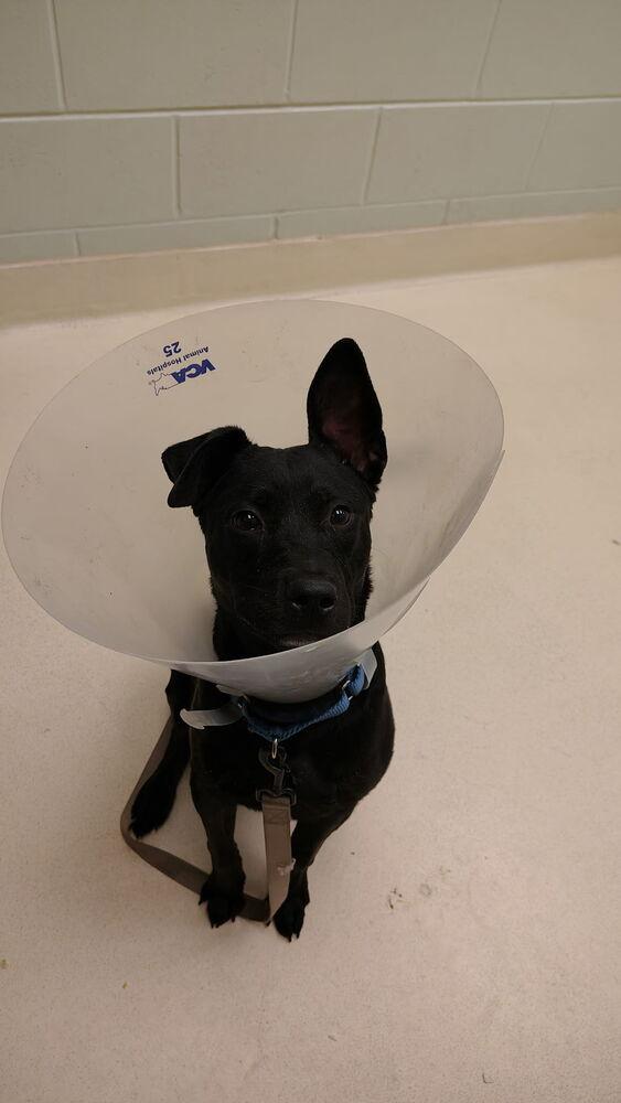 Enlarge Croc, a Adoptable mixed breed in Kalamazoo, MI image 1/1