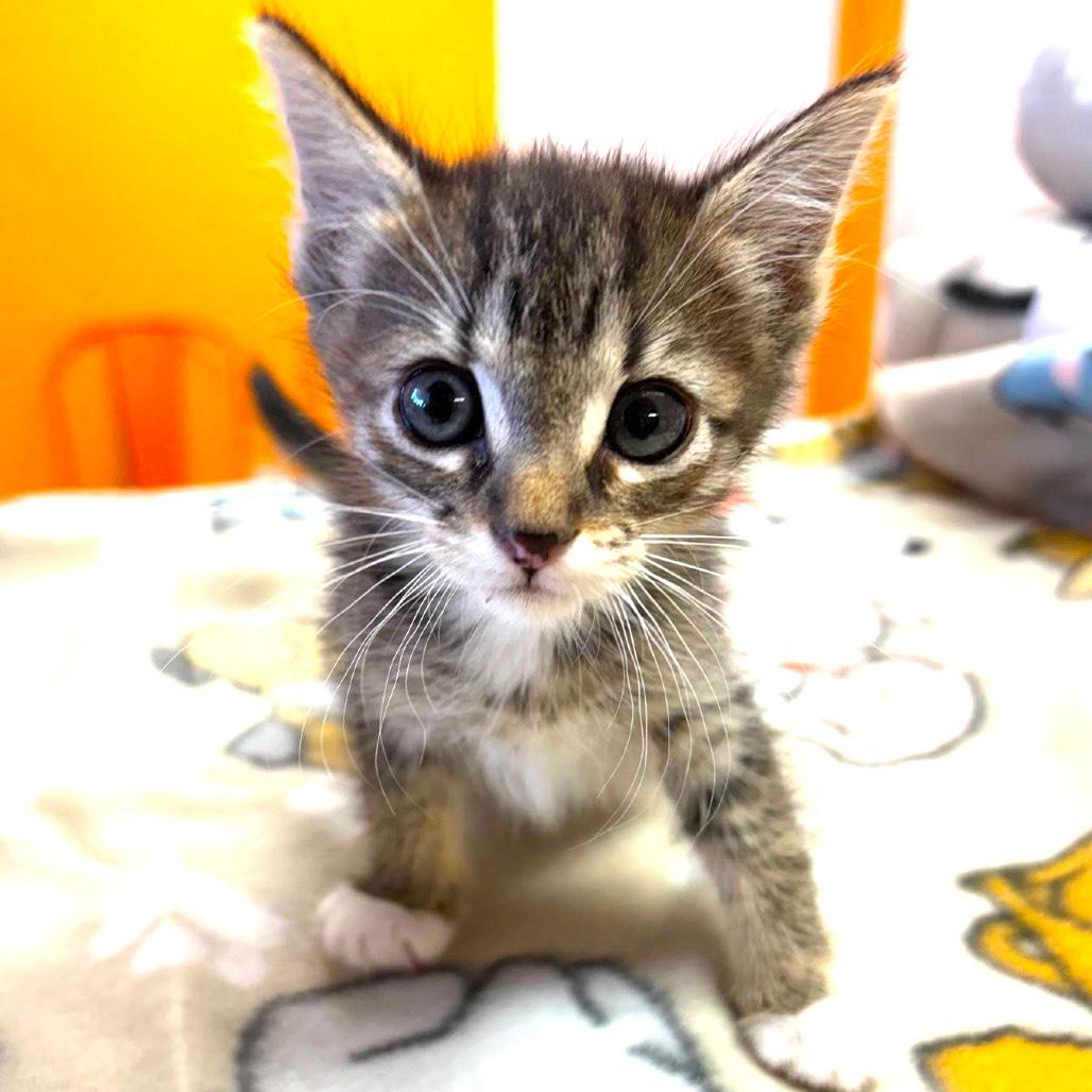 Enlarge POPPY, an adoptable Domestic Short Hair in Joshua Tree, CA image 1/1