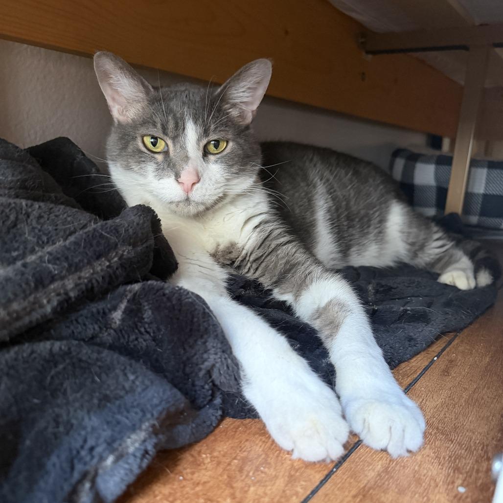 Houston, Adoptable, Senior Male Domestic Short Hair.