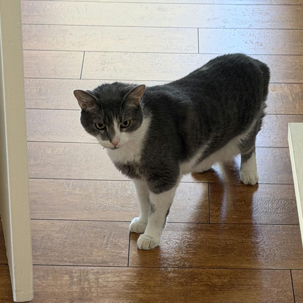 Enlarge Houston, a Adoptable Domestic Short Hair in Los Angeles, CA image 2/5