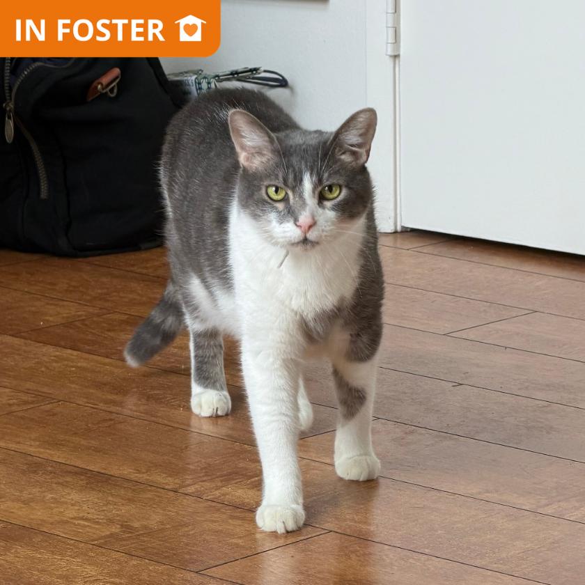 Enlarge Houston, a Adoptable Domestic Short Hair in Los Angeles, CA image 3/5