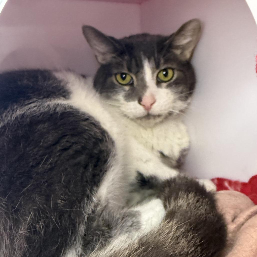 Enlarge Houston, a Adoptable Domestic Short Hair in Los Angeles, CA image 4/5
