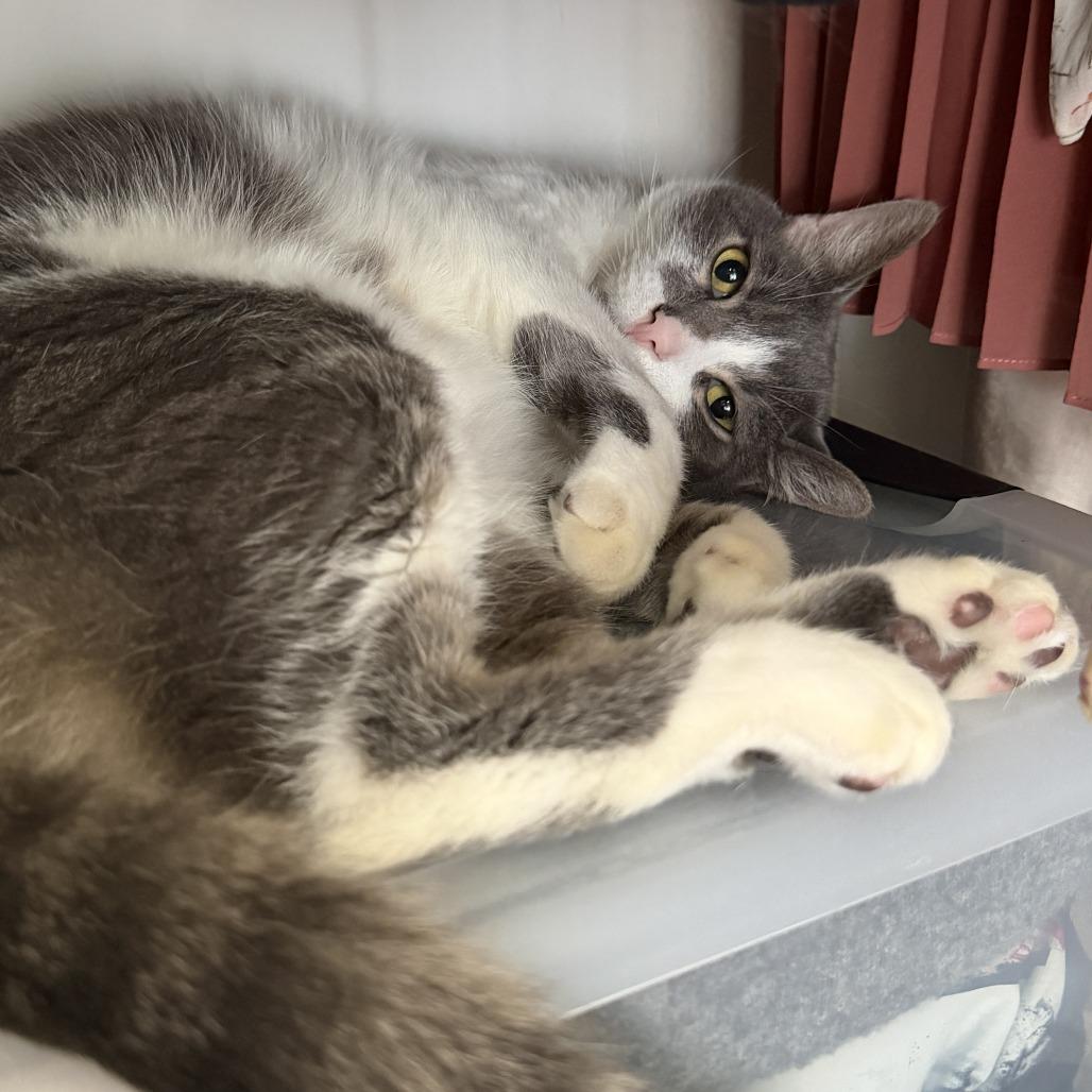 Enlarge Houston, a Adoptable Domestic Short Hair in Los Angeles, CA image 5/5