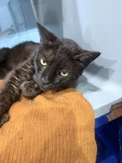 Frank, Adoptable, Adult Male Domestic Short Hair & Domestic Short Hair.