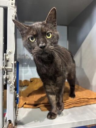 Enlarge Frank, a Adoptable mixed breed in Port Allen, LA image 2/3