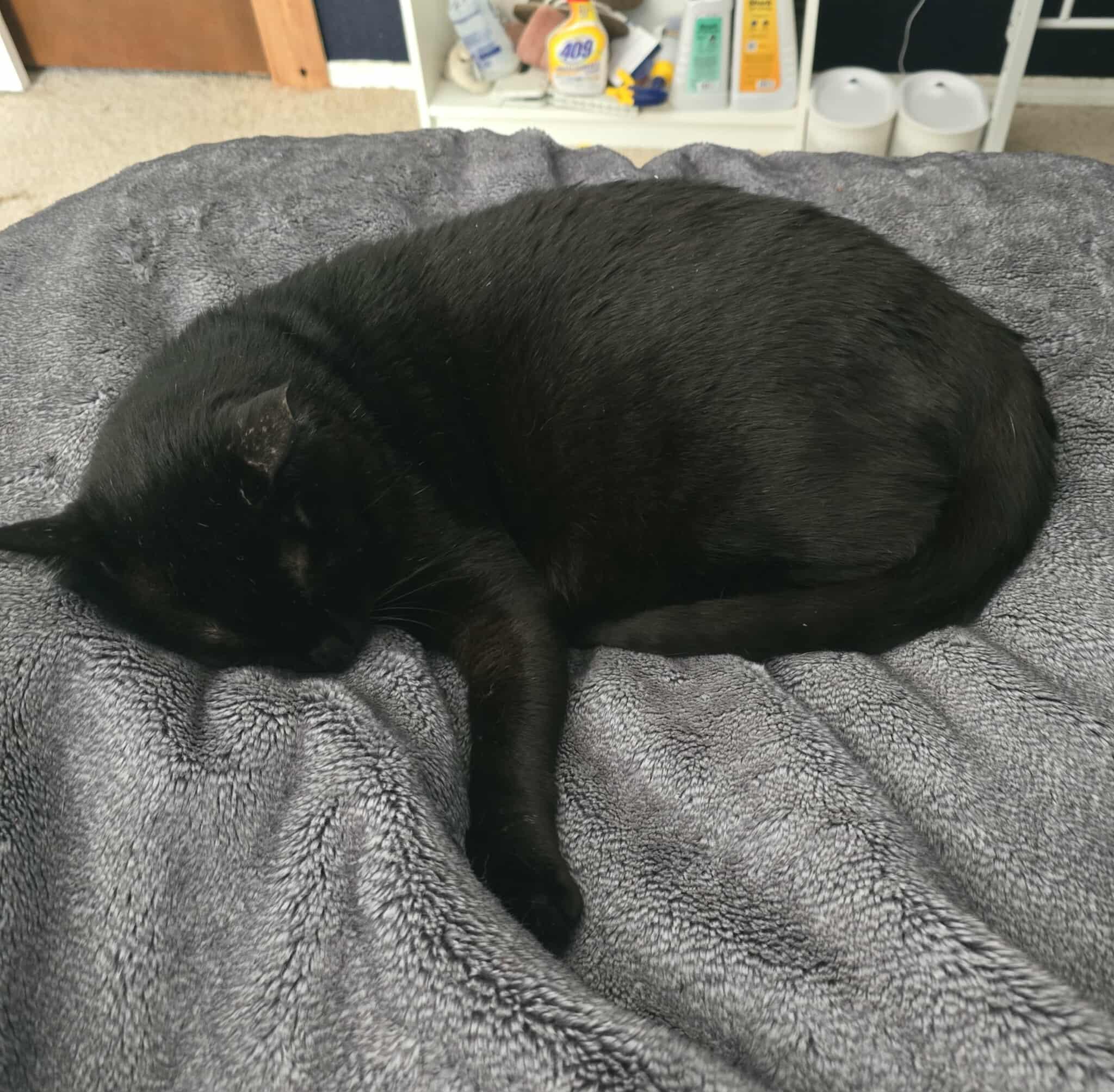 Enlarge Hercules, an adoptable Domestic Short Hair in Lacey, WA image 4/6