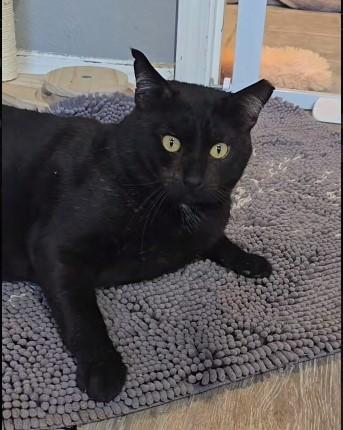 Enlarge Hercules, an adoptable Domestic Short Hair in Lacey, WA image 5/6