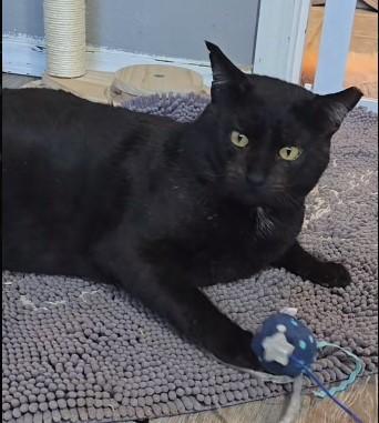 Enlarge Hercules, an adoptable Domestic Short Hair in Lacey, WA image 3/6