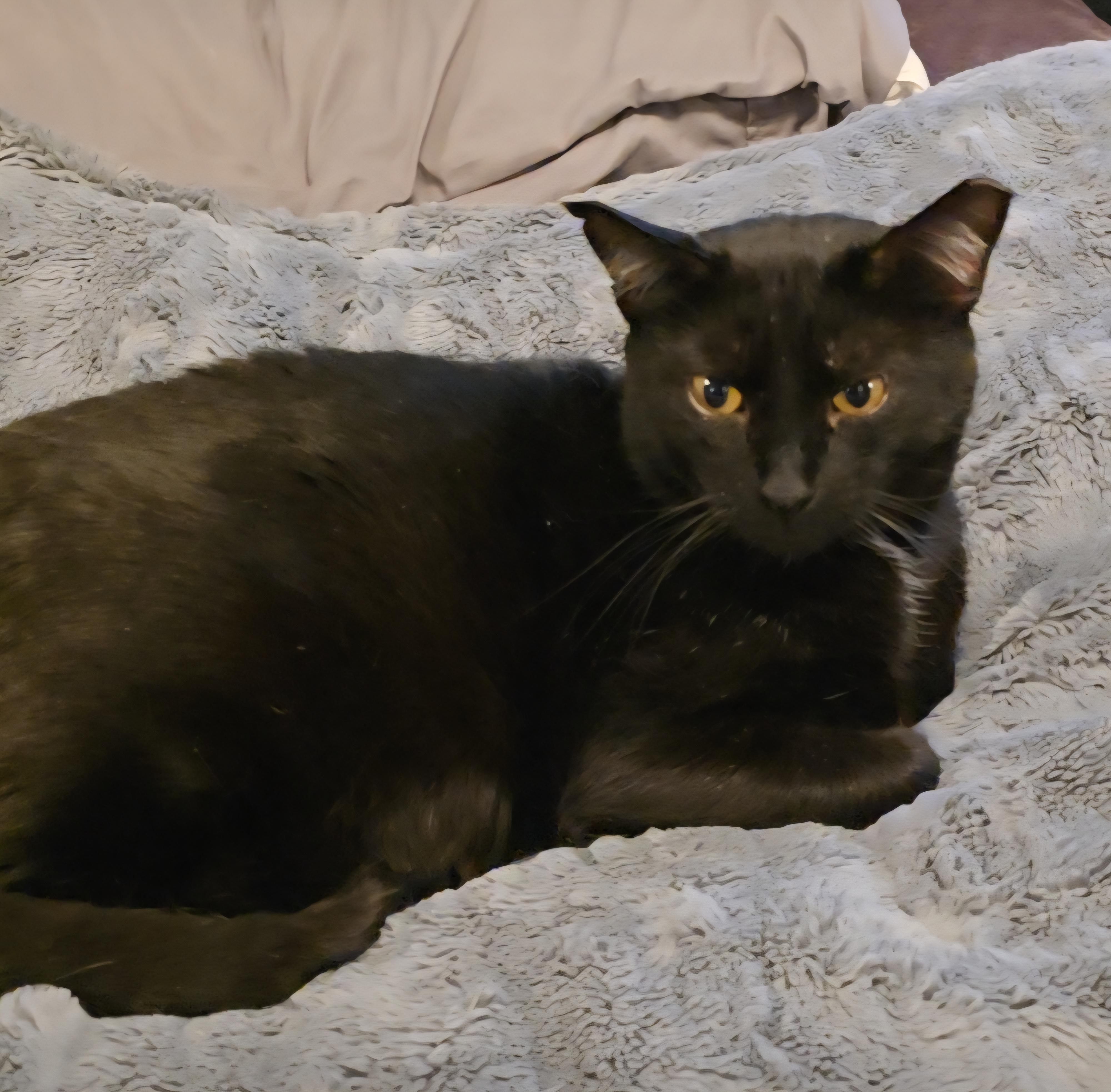 Enlarge Hercules, an adoptable Domestic Short Hair in Lacey, WA image 2/6