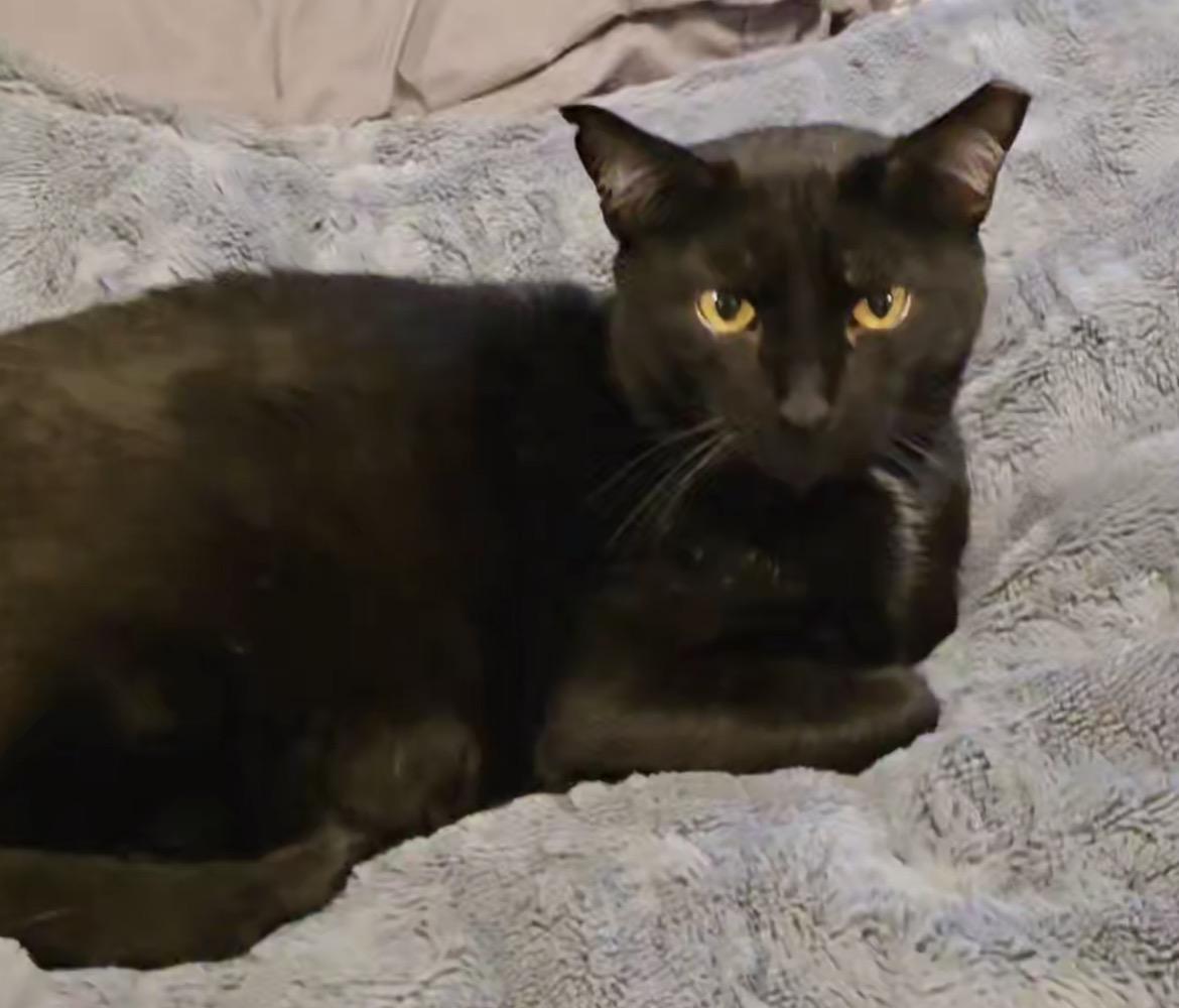 Hercules, adoptable, Adult Male Domestic Short Hair.