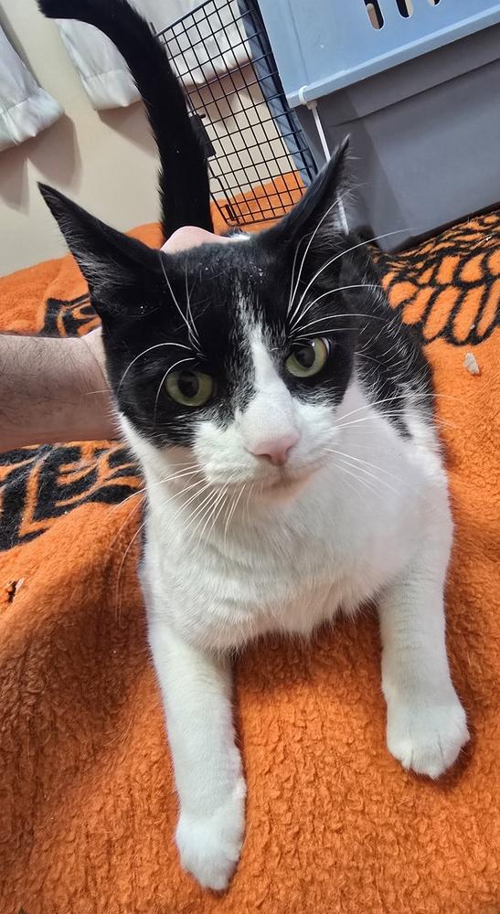 DANNY, Adoptable, Adult Male Domestic Short Hair.