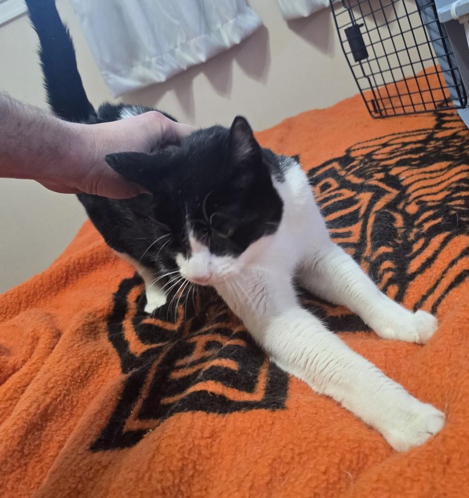 Enlarge DANNY, a Adoptable Domestic Short Hair in Broomfield, CO image 2/4