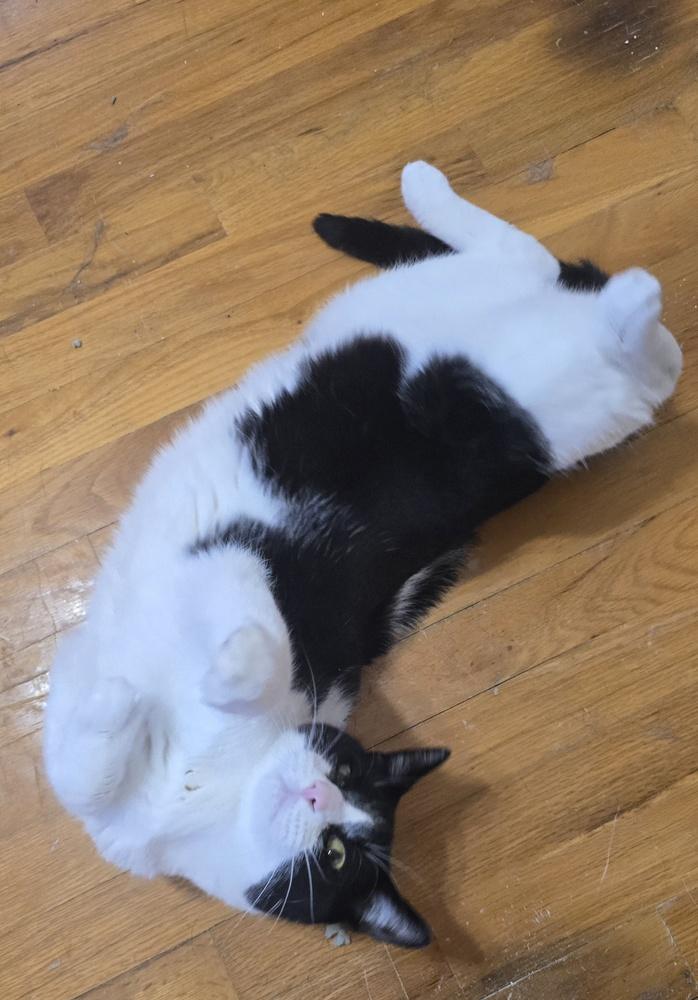 Enlarge DANNY, a Adoptable Domestic Short Hair in Broomfield, CO image 3/4