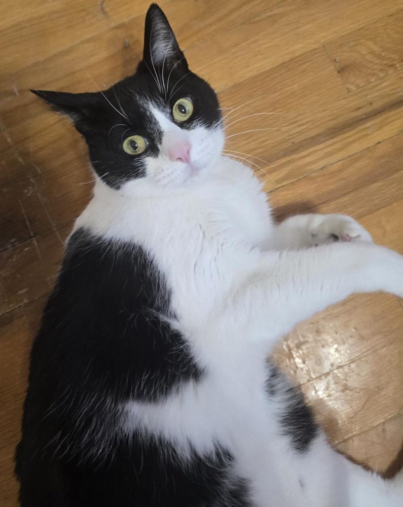 Enlarge DANNY, a Adoptable Domestic Short Hair in Broomfield, CO image 4/4