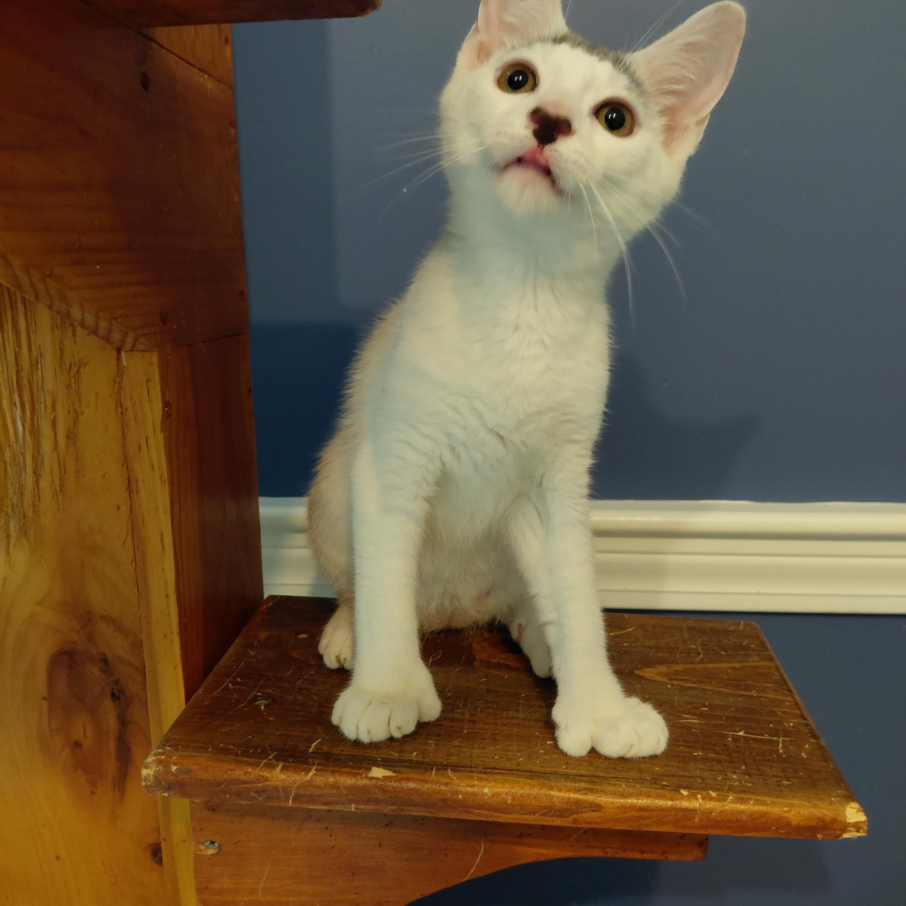 Enlarge Rupert, a Adoptable Domestic Short Hair in Littleton, NH image 5/6
