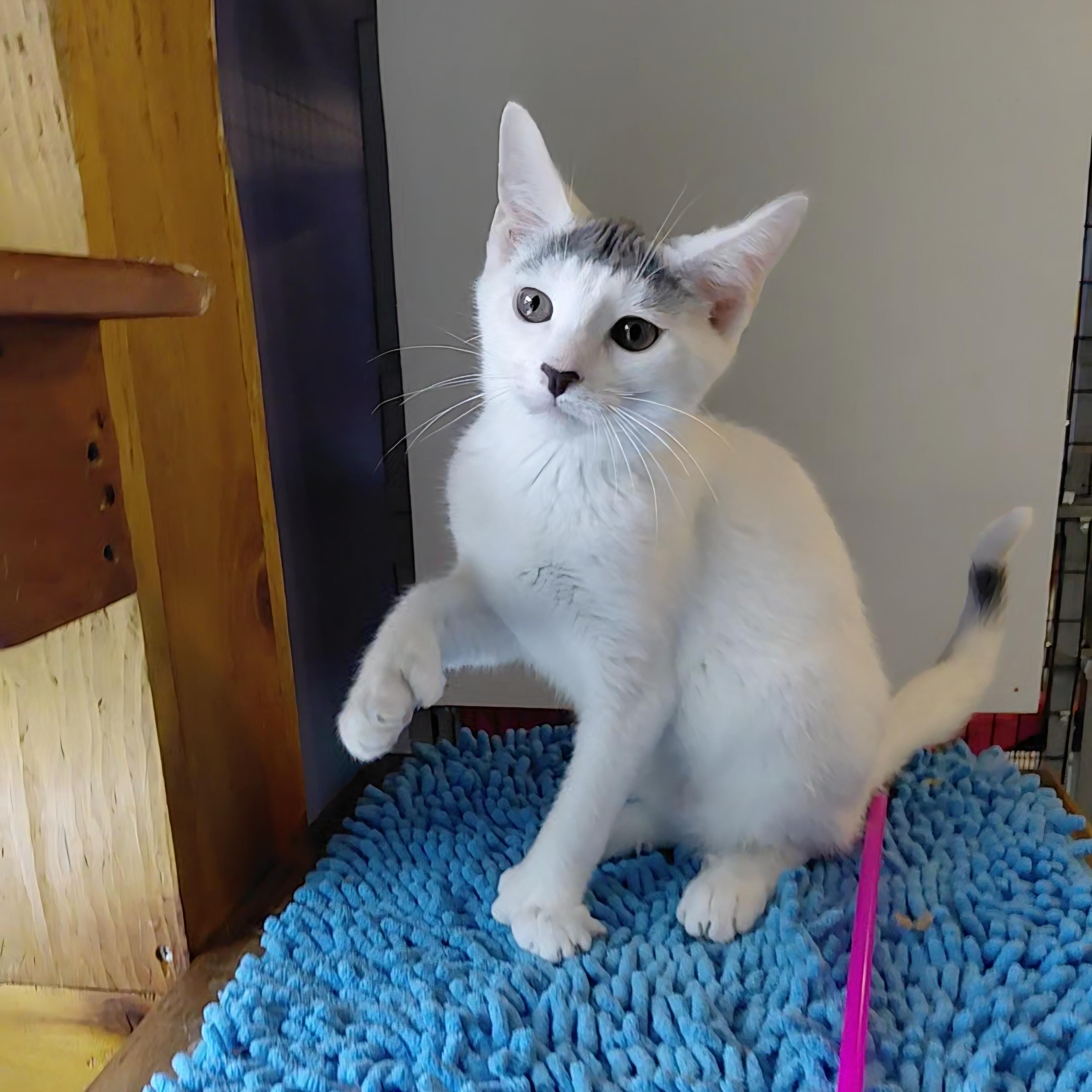 Enlarge Rupert, a Adoptable Domestic Short Hair in Littleton, NH image 4/6