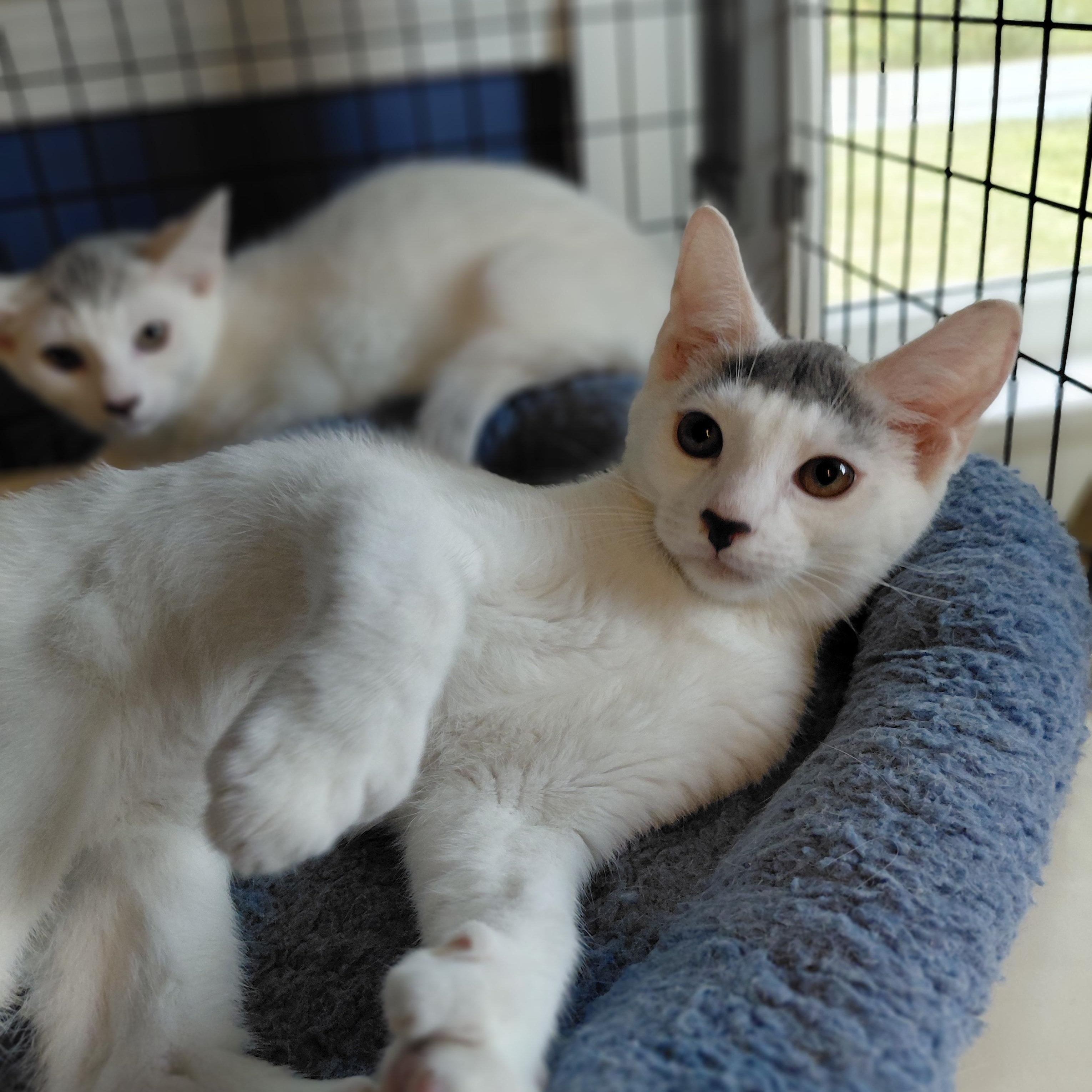 Enlarge Rupert, a Adoptable Domestic Short Hair in Littleton, NH image 1/6