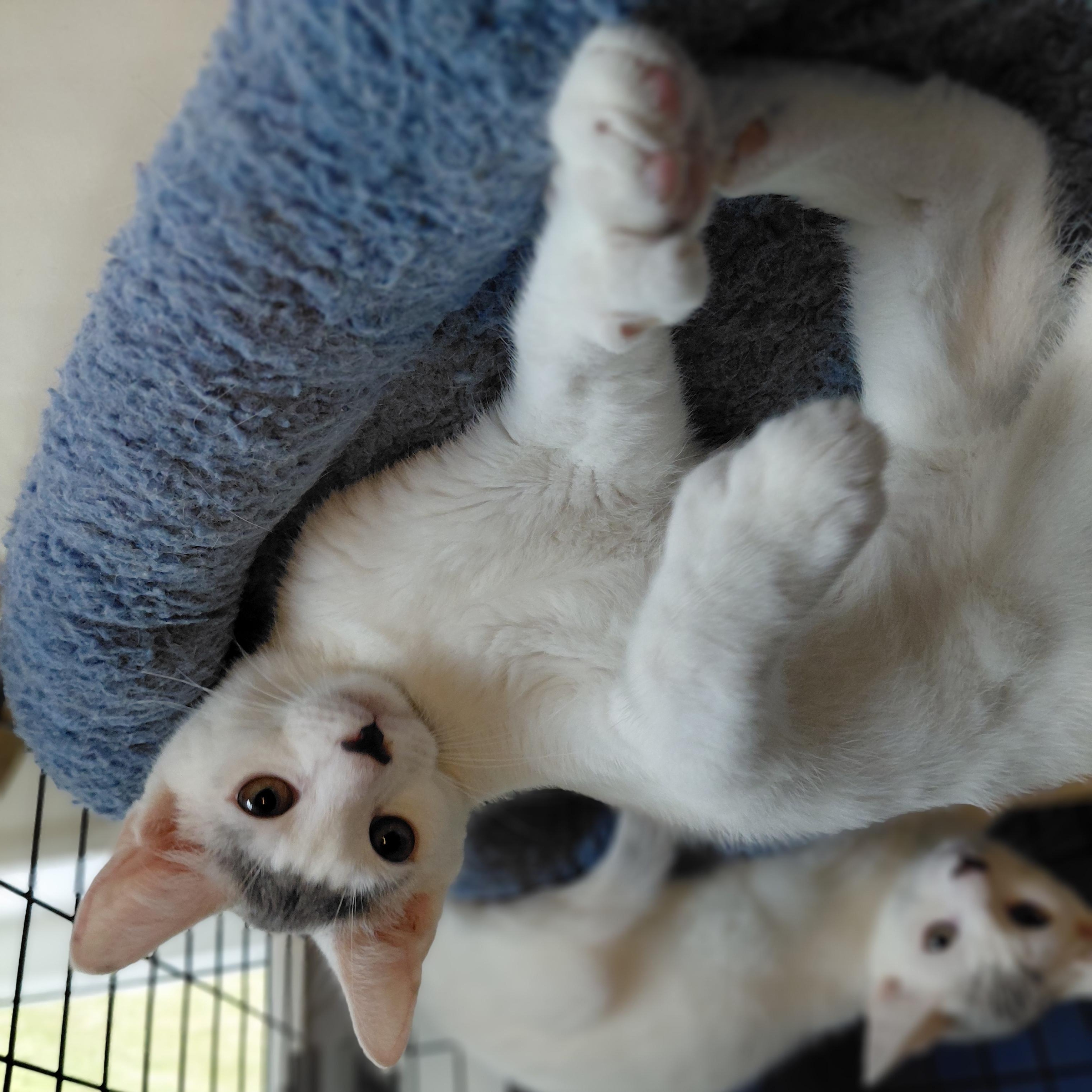 Enlarge Rupert, a Adoptable Domestic Short Hair in Littleton, NH image 1/6