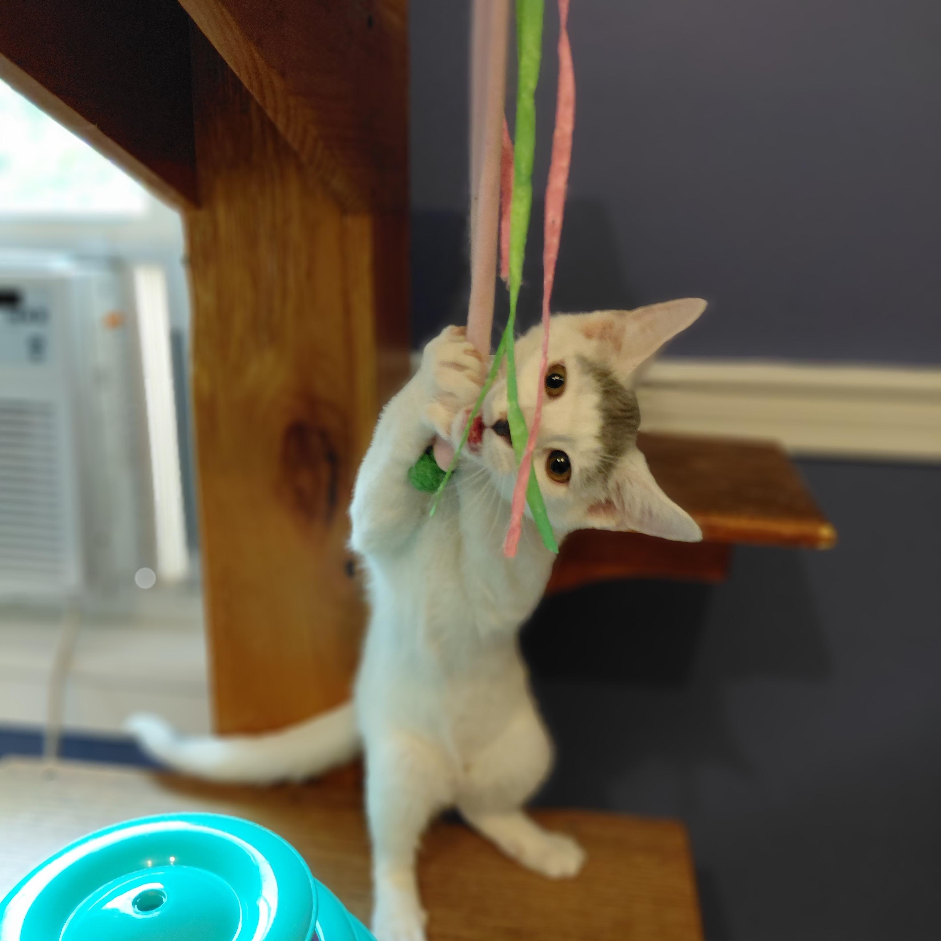 Enlarge Rupert, a Adoptable Domestic Short Hair in Littleton, NH image 3/6