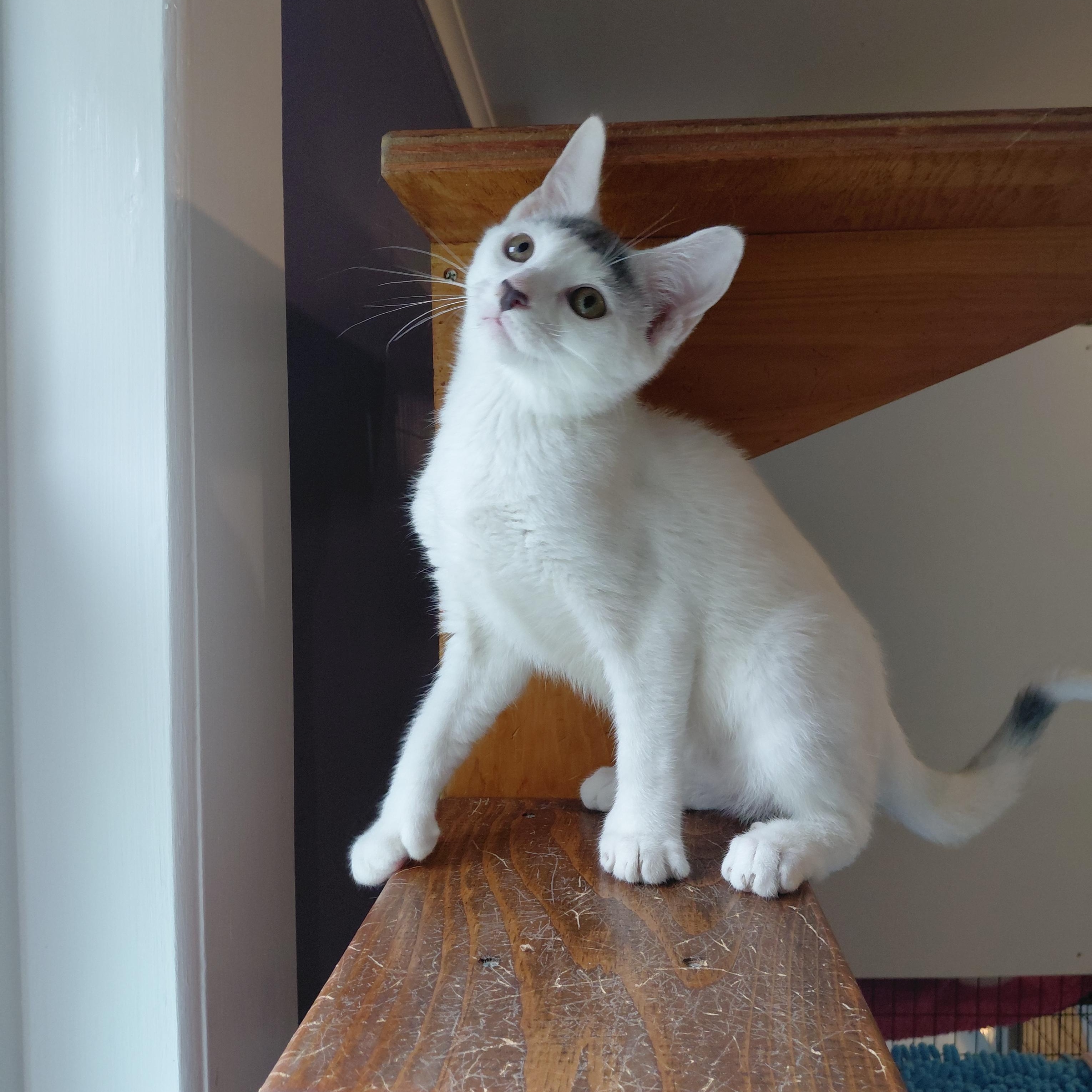 Enlarge Rupert, a Adoptable Domestic Short Hair in Littleton, NH image 6/6