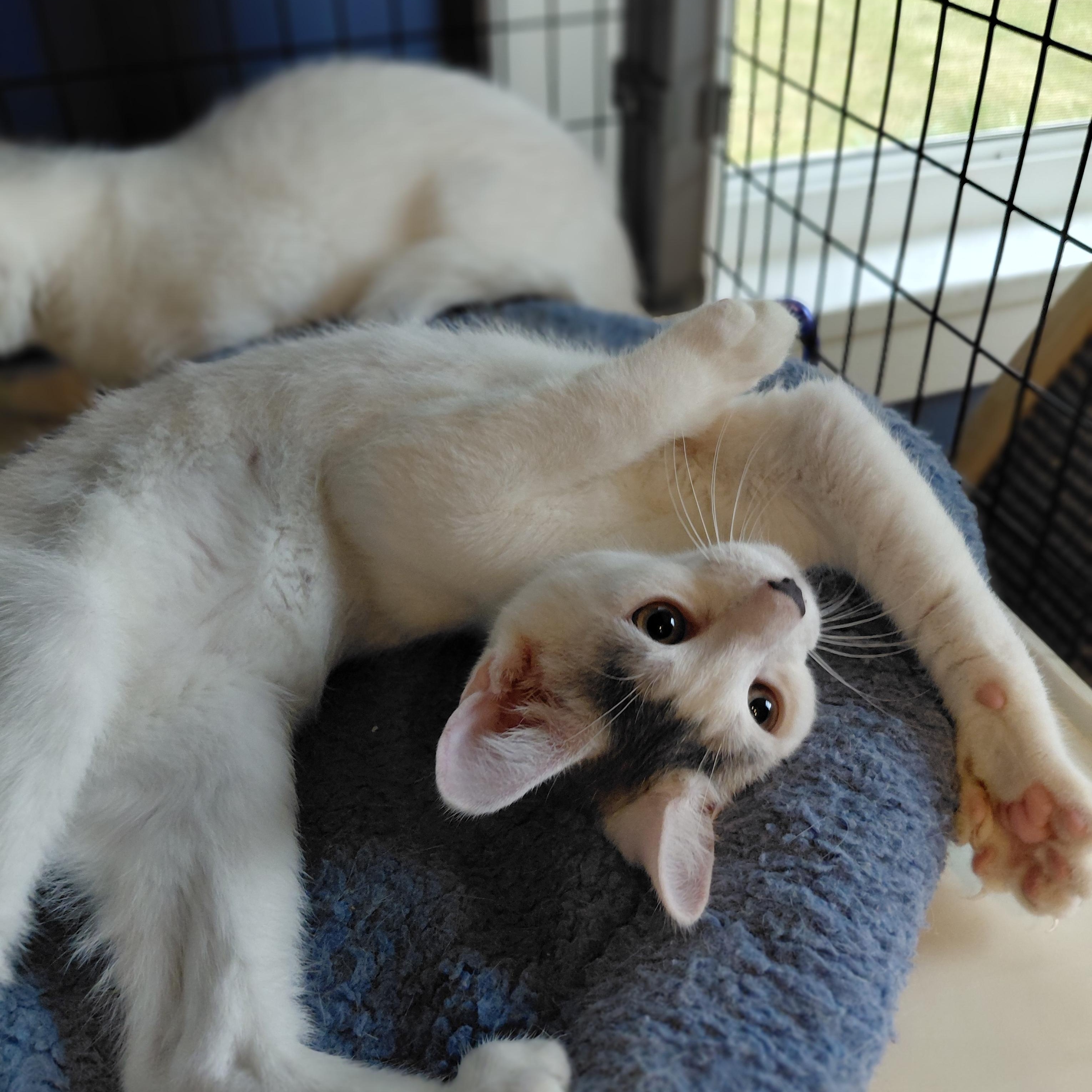 Enlarge Rupert, a Adoptable Domestic Short Hair in Littleton, NH image 2/6