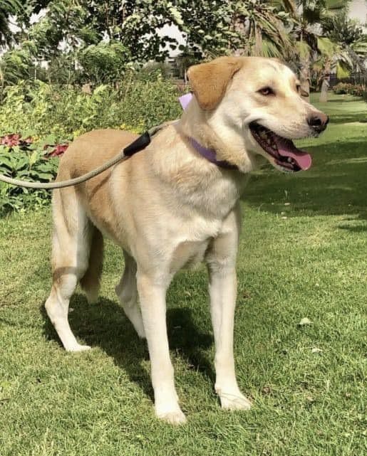 Dog for adoption Lucky from Egypt, a Labrador Retriever & Anatolian