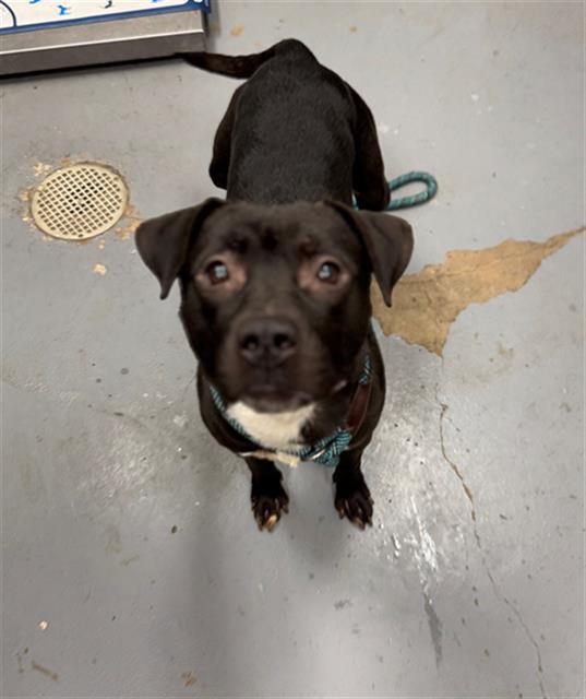 Enlarge LEMON, a Adoptable Pit Bull Terrier in Peoria, IL image 1/1