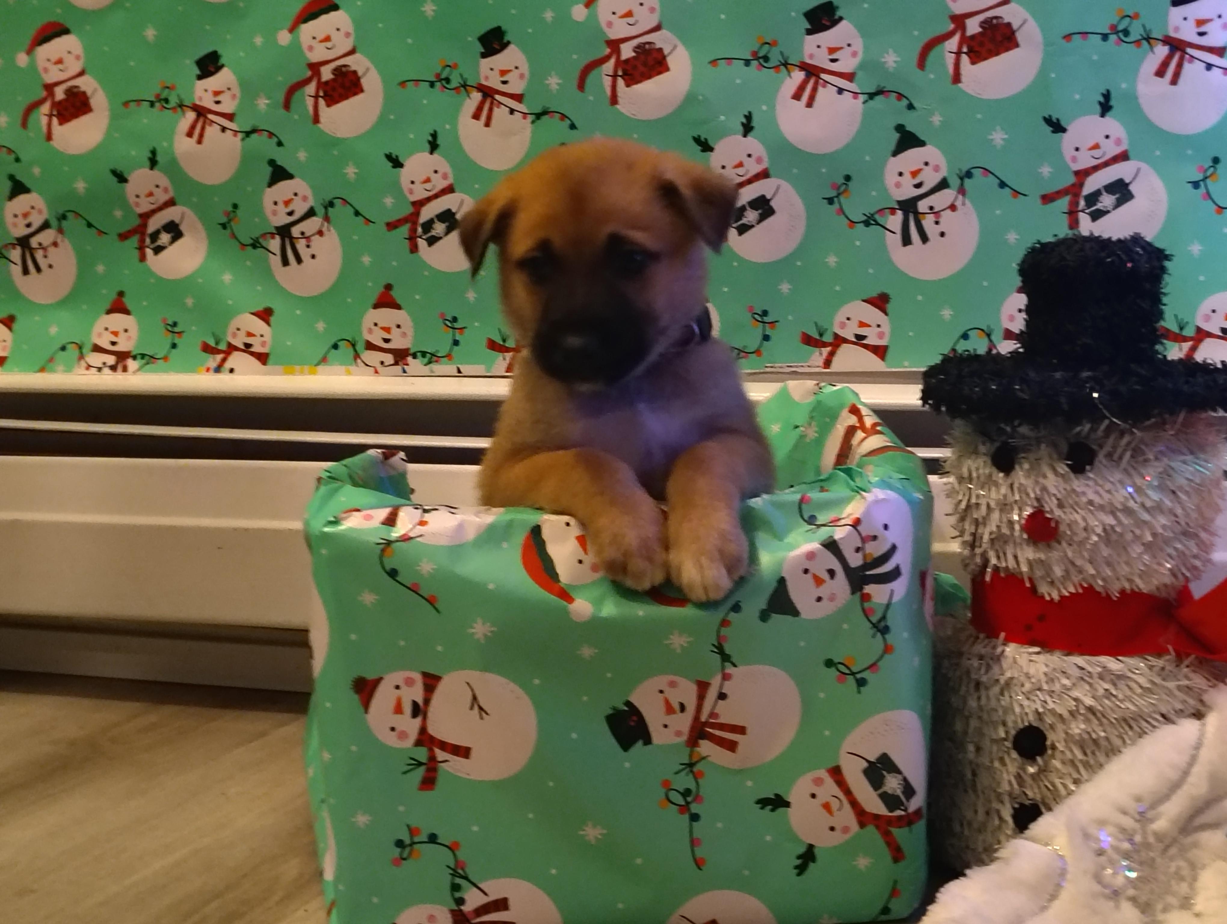 Dopey, adopted, Puppy Male German Shepherd Dog & Husky.