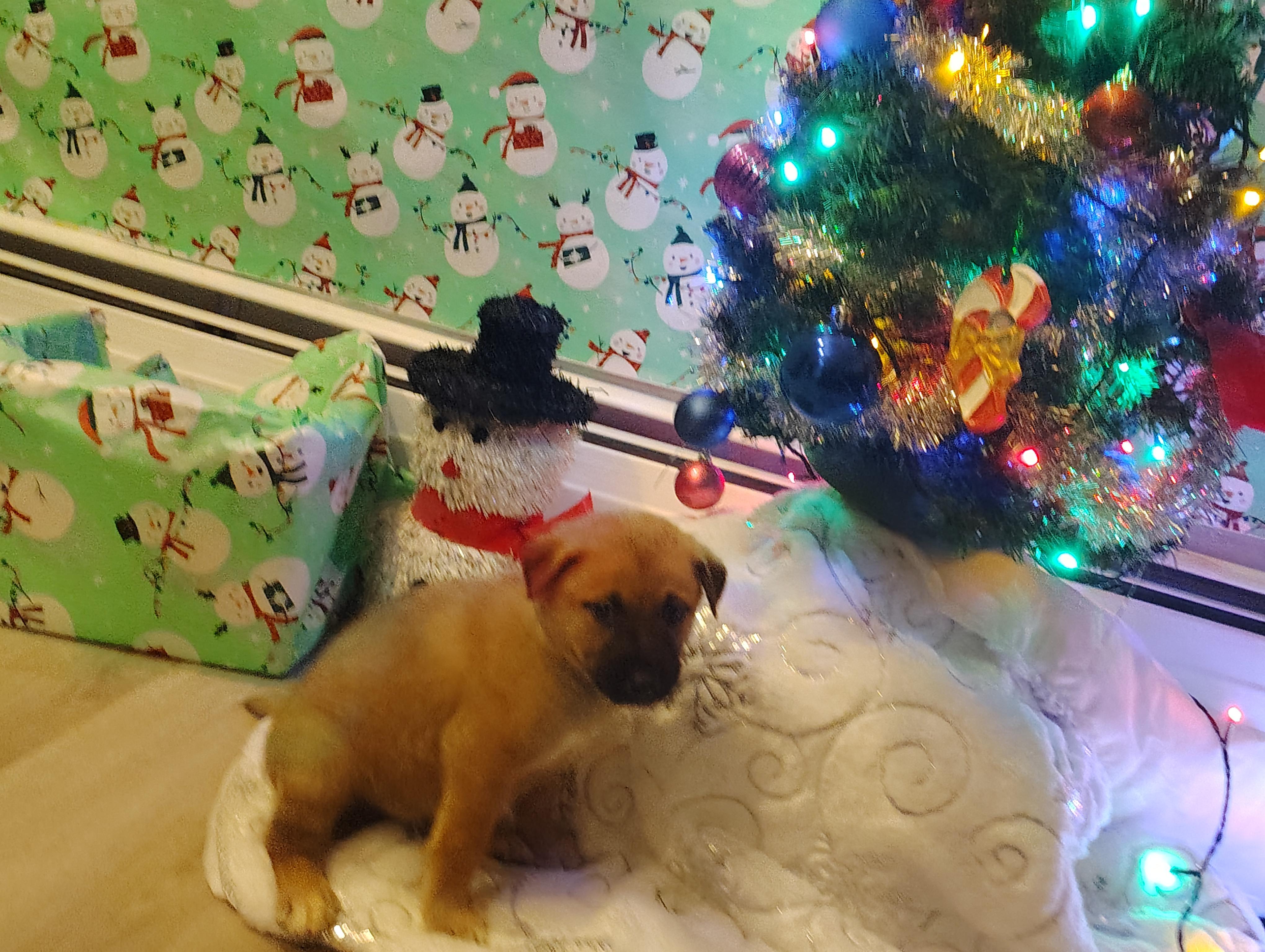 Enlarge Dopey, an adopted mixed breed in Portage, IN image 2/3