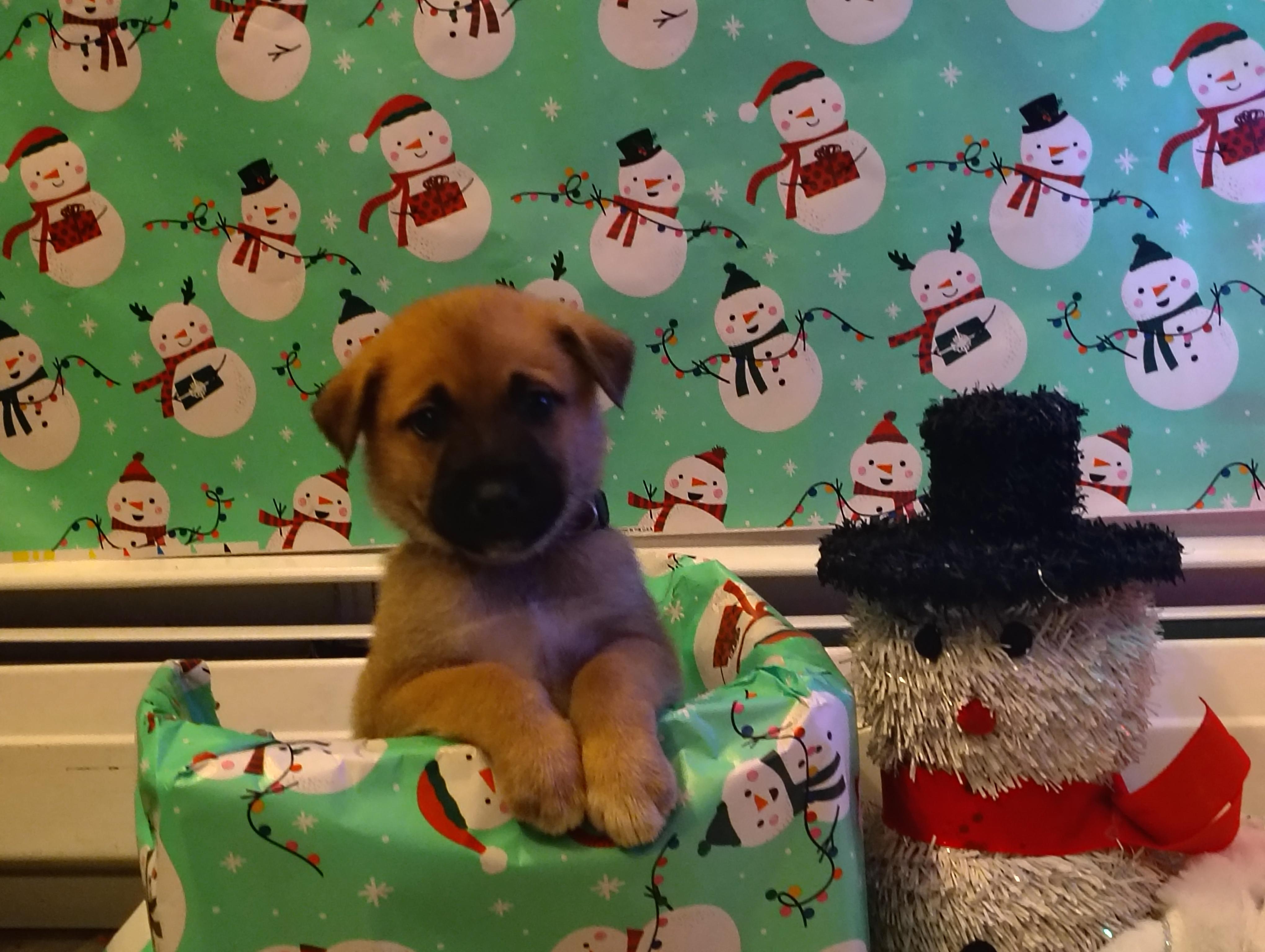 Enlarge Dopey, an adopted mixed breed in Portage, IN image 3/3