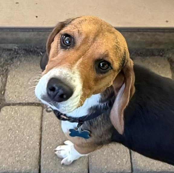 Enlarge Selia, an adopted Beagle in London, OH image 2/4