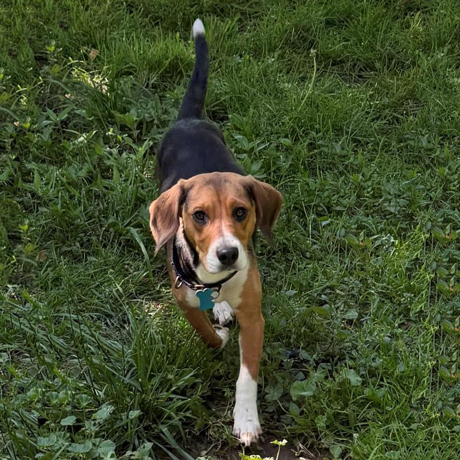 Selia, adopted, Young Female Beagle.