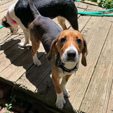 Enlarge Selia, an adopted Beagle in London, OH image 3/4