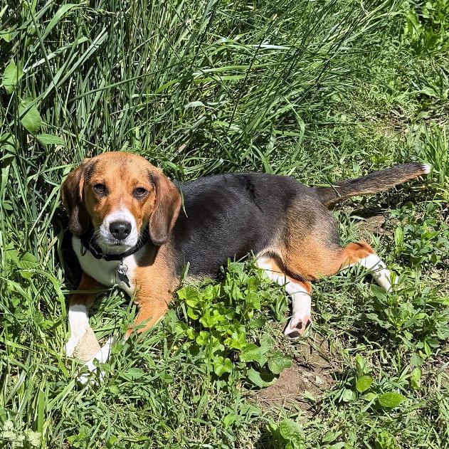 Enlarge Selia, an adopted Beagle in London, OH image 4/4