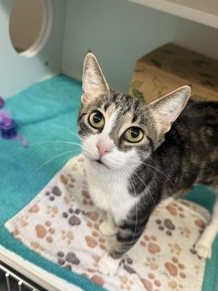 Kanga, Adoptable, Adult Female Domestic Short Hair.