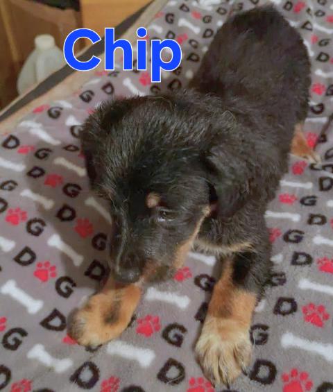 Chip, adopted, Puppy Male Chihuahua & Chihuahua.
