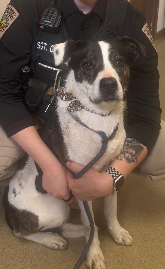 Enlarge Lulu, a Adoptable mixed breed in Springfield, OH image 2/2