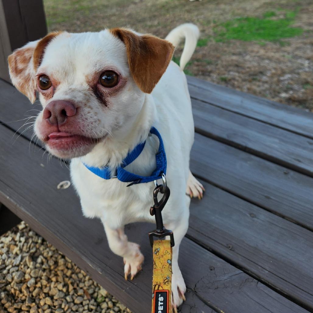 Leka, Adoptable, Adult Male Mixed Breed.