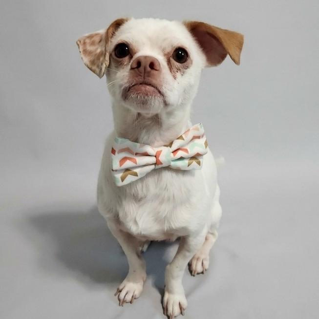 Enlarge Leka, a Adoptable Mixed Breed in Raleigh, NC image 2/6