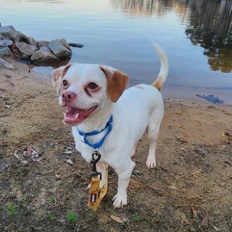 Enlarge Leka, a Adoptable Mixed Breed in Raleigh, NC image 2/6