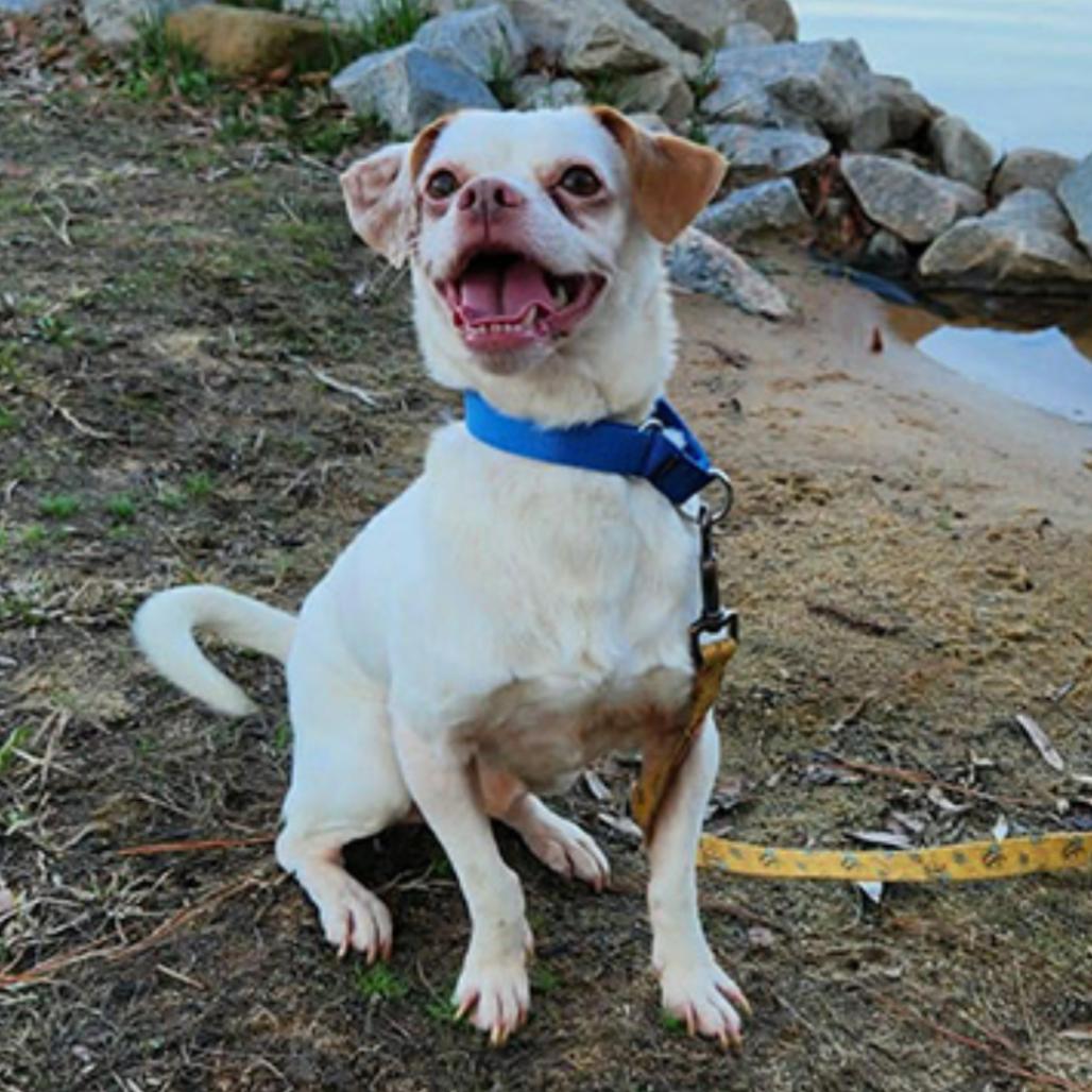 Enlarge Leka, a Adoptable Mixed Breed in Raleigh, NC image 3/6