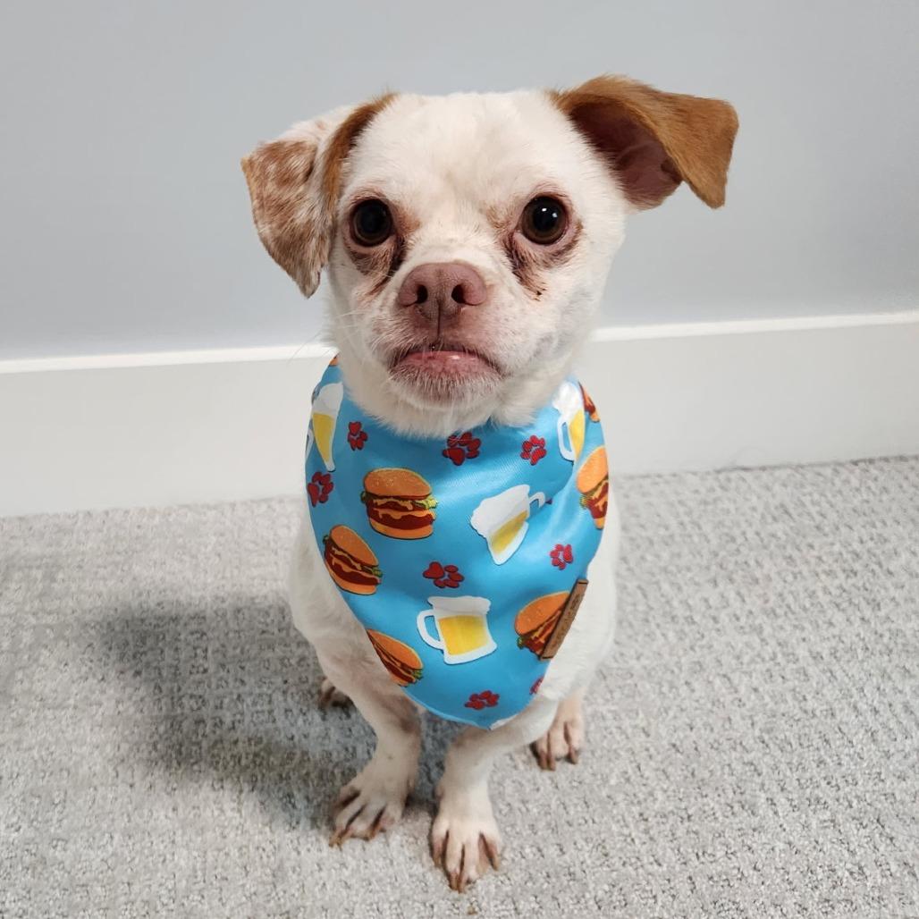 Enlarge Leka, a Adoptable Mixed Breed in Raleigh, NC image 4/6