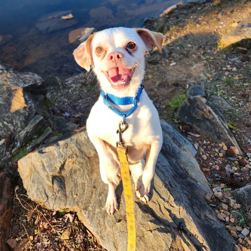 Enlarge Leka, a Adoptable Mixed Breed in Raleigh, NC image 5/6