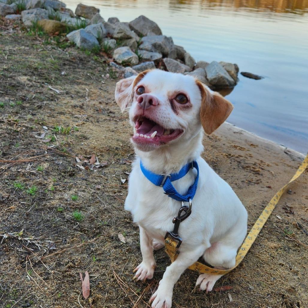 Enlarge Leka, a Adoptable Mixed Breed in Raleigh, NC image 6/6