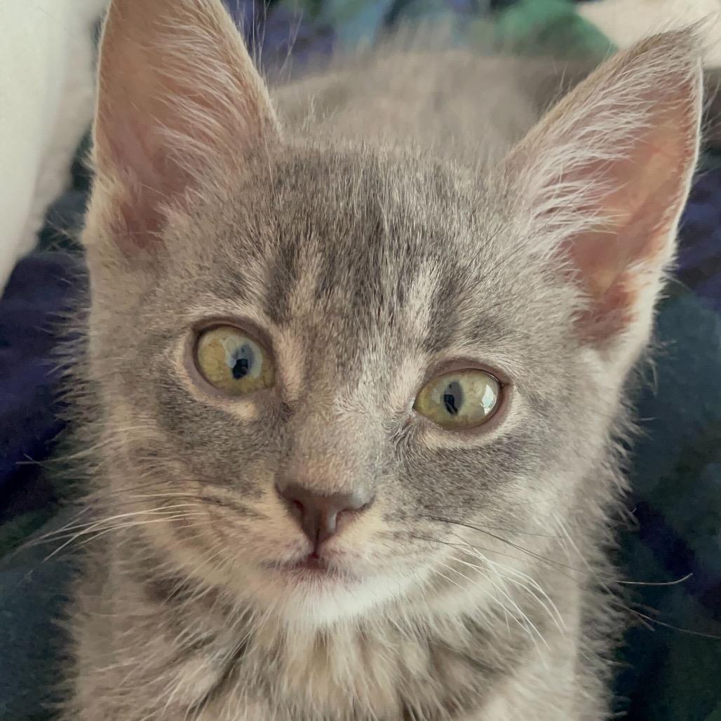 Jinny, Adoptable, Kitten Female Domestic Short Hair.