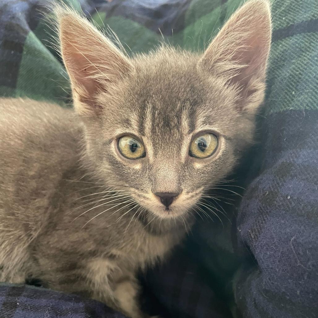 Jinny, a Adoptable Domestic Short Hair in Escondido, CA image 2/6