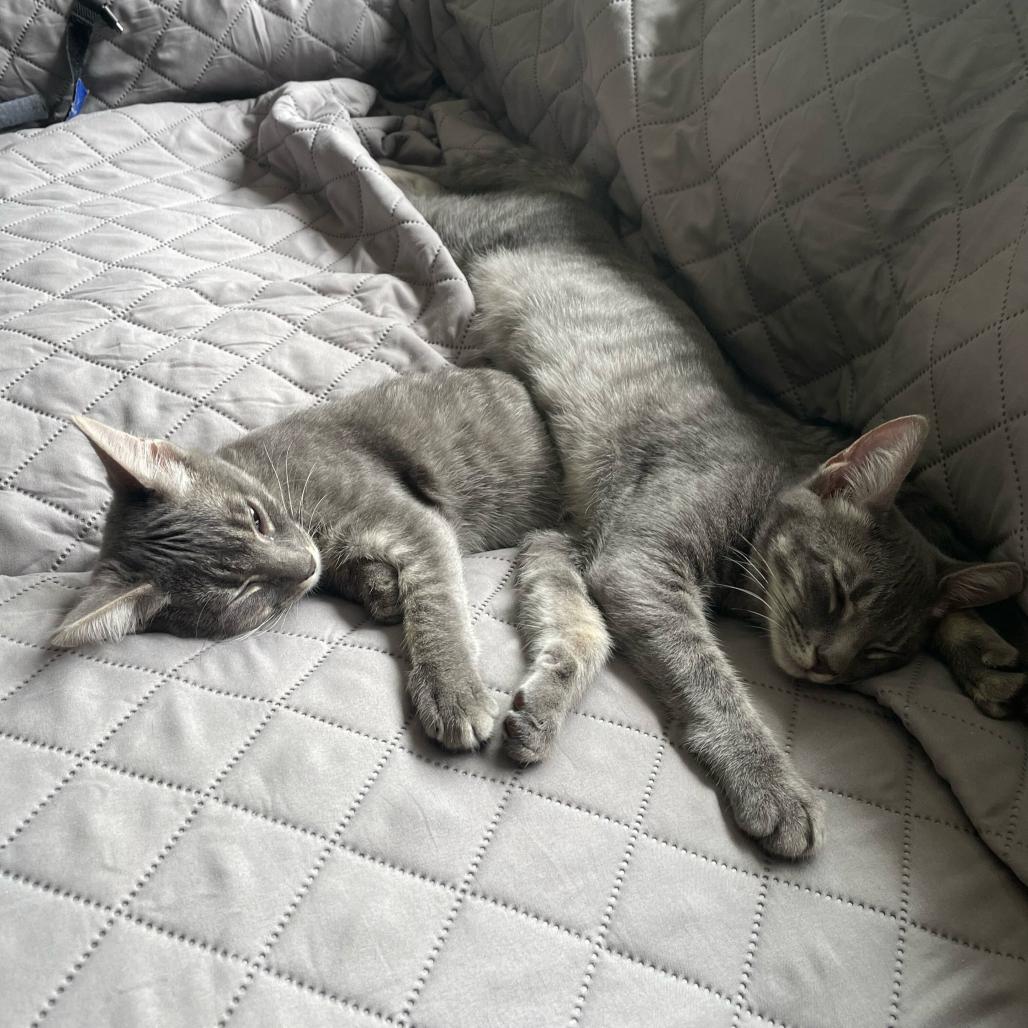 Jinny, Adoptable, Young Female Domestic Short Hair.